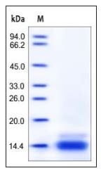 Mouse CCL6, His Tag on SDS-PAGE under reducing (R) condition. The gel was stained overnight with Coomassie Blue. The purity of the protein is greater than 90%.